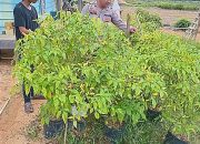 mendukung ketahanan pangan, personil polsek marikit cek lokasi pemanfaatan pekarangan warga.