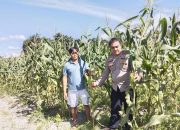 Jadi Penggerak Ketahanan Pangan, Bhabinkamtibmas Polsek Bukit Batu Pererat Kemitraan bersama Petani 