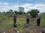 Polsek Sabangau Pantau Perkembangan Tanaman Jagung di PT. PGK Pasca Terendam Air  