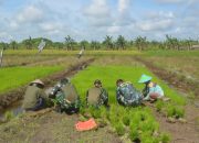 Bukti Kedekatan Dengan Masyarakat, Personel Satgas TMMD Ke 123 Bantu Warga Mencabut Bibit Padi di Sawah