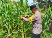 Mendukung Ketahanan Pangan, Personil Polsek sanaman mantikei Cek Lokasi Pemanfaatan Pekarangan Warga