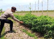 Mendukung Ketahanan Pangan, Personil Polsek Katingan Kuala Mengecek Lokasi pemanfaatan Lahan Warga