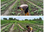 Mendukung ketahanan pangan, Personil Polsek Katingan Kuala cek lokasi pemanfaatan lahan warga berkebun holtikultura dll.