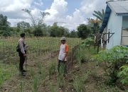 Dukung Asta Cita Presiden RI, Polsek Maliku Dampingi Petani   