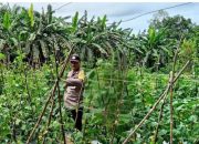Mendukung ketahanan pangan, Personil Polsek Katingan Kuala cek lokasi pemanfaatan lahan warga berkebun holtikultura dll