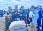 Sebagai Bentuk Dukungan Swasembada Pangan, Dandim 1016/Plk diwakili Kasdim 1016/Plk Panen Raya Padi di Desa Pantik