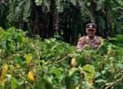 Mendukung ketahanan pangan, Personil Polsek Katingan Kuala cek lokasi pemanfaatan lahan warga berkebun holtikultura