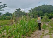 Mendukung ketahanan pangan, Personil Polsek Katingan Kuala cek lokasi pemanfaatan lahan warga berkebun holtikultura