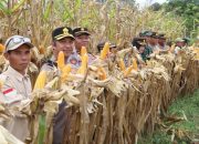 Sinergi Polres dan Petani, Kapolres Pulang Pisau Hadiri Panen Jagung di Desa Wonoagung
