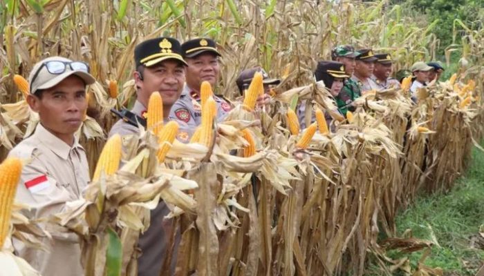 Sinergi Polres dan Petani, Kapolres Pulang Pisau Hadiri Panen Jagung di Desa Wonoagung