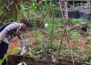 Mendukung Ketahanan Pangan, Personil Polsek sanaman mantikei Cek Lokasi Pemanfaatan Pekarangan Warga 