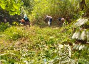 Pemdes Puruk Batu Bersama Masyarakat Membersihkan Lokasi untuk Menanam Jagung Program Ketahanan Pangan