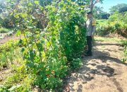 Mendukung Katahanan Pangan, Bhabinkamtibmas Desa Kampung Tengah Cek Lokasi Pemanfaatan Lahan Pekarangan Warga