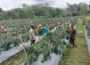 Dalam Rangka Mendukung Program Pemerintah, Petugas Pembina Desa Polsek Mendawai Cek Lokasi Pemanfaatan Lahan Pekarangan Warga 