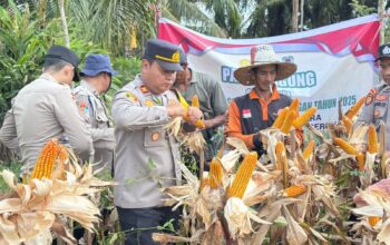 Gema Panen di Tanjung Hara:Ketika Aparat Desa dan Polisi Bersatu Memetik Jagung Untuk Ketahanan Pangan.