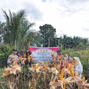 Hadapi Tantangan Ekstrem,Polsek Hanau Dampingi Panen Jagung Program Satu Desa Satu Hektar di Tanjung Hara.