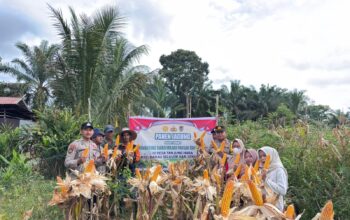Hadapi Tantangan Ekstrem,Polsek Hanau Dampingi Panen Jagung Program Satu Desa Satu Hektar di Tanjung Hara.