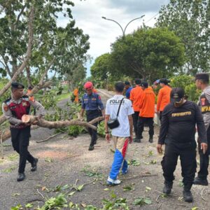 Pohon Tumbang,Call Canter 110 dan Tim Gabungan PAMAPTA Bergerak Cepat.