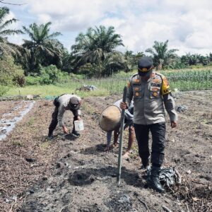 Dukung Swasembada Pangan,Kapolsek Hanau Turun Langsung Tanam Jagung di Desa Pembuang Hulu ll.