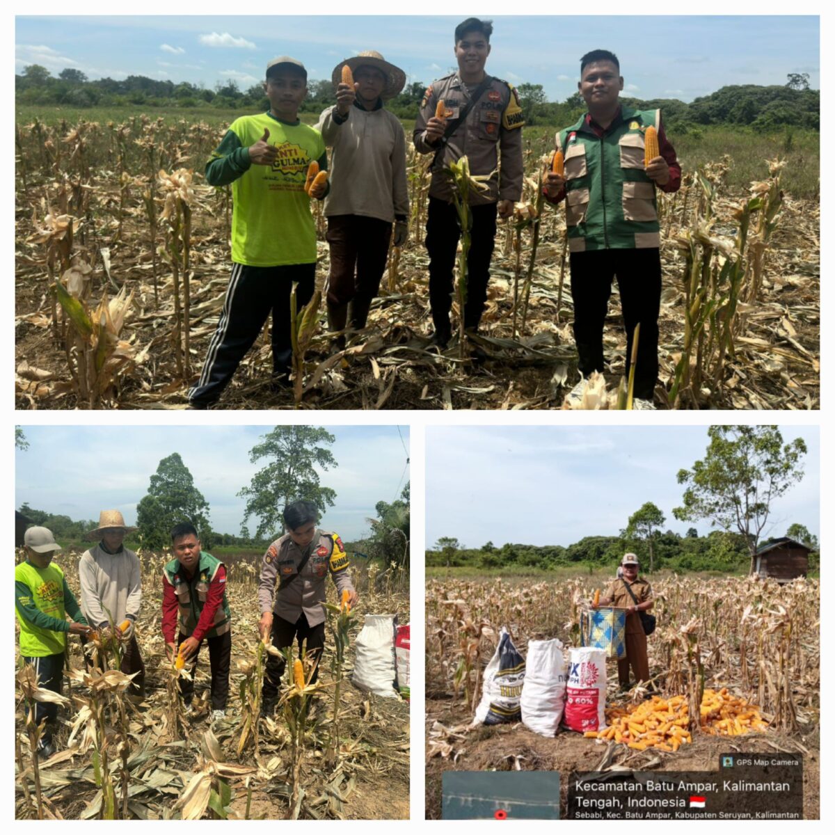 Polsek Seruyan Tengah Laksanakan Panen Jagung Program Satu Desa Dan Satu Hektar di Desa Sebabi.