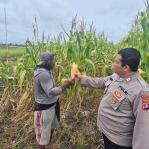 Polsek Seruyan Hilir Pantau Lahan Jagung: Satu Siap Panen, Satu Terancam Gagal