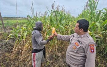 Polsek Seruyan Hilir Pantau Lahan Jagung: Satu Siap Panen, Satu Terancam Gagal