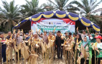 Polres Seruyan Panen 4 Ton Jagung Dari Lahan Binaan,Dukung Ketahanan Pangan Nasional.