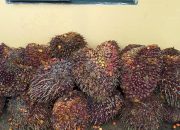 Pelaku Penggelapan Buah Kelapa Sawit Terancam Hukuman Empat Tahun Penjara