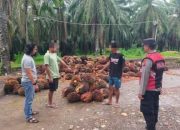 Polsek Kuaro Ungkap Kasus Penggelapan Buah Sawit di Desa Rangan