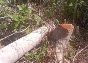 Penebangan Pohon Liar di Hutan Kawasan Blok 13/ Register 39 Dilakukan Warga Diduga Kerja Sama dengan Gapoktan Wilayah Tersebut