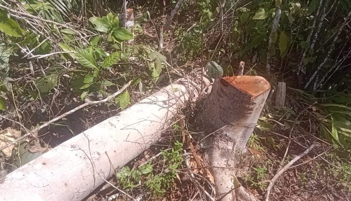 Penebangan Pohon Liar di Hutan Kawasan Blok 13/ Register 39 Dilakukan Warga Diduga Kerja Sama dengan Gapoktan Wilayah Tersebut