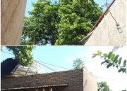 Bencana Alam Puting Beliung Porak Porandakan Rumah Warga Desa Way layap