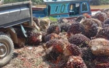 Polsek Air Kumbang Amankan 5 Pelaku Tindak Pidana Pencurian Buah Sawit Milik PT Agro Mandiri