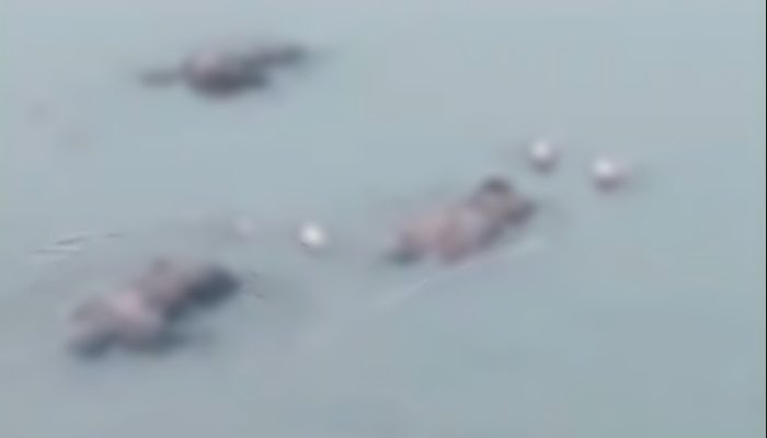 Ditemukan 5 Mayat Misterius di Sungai Cileungsi, Warga Jatirasa Gempar