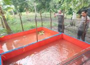 Dukung Ketahanan Pangan, Polsek Betung Budidayakan 2000 Ekor Ikan Lele