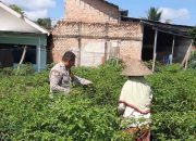 Bhabinkamtibmas Polsek Talang Kelapa Melakukan Pann Cabai di Lahan P2B Percontohan Kelurahan Tanah Mas