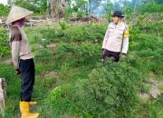 Anggota Polsek Makarti Jaya Rawat Tanaman Cabai Milik Warga Binaan