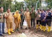 melakukan panen raya padi di Desa Air Satan kec.Muara Beliti