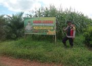 Rutin Cek Tanaman Jagung, Pastikan Tumbuh Dengan Baik
