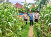Cek Tanaman Jagung,Kanit Binmas Polsek Betung Iptu Hendra Siahaan : Perhatikan Kondisi Lahan