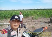 Inilah Bentuk Nyata Dukungan Polsek Sungsang Terhadap Ketahanan Pangan