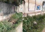 Belakang Kantor KUA Talang Kelapa Kumuh dan Tak Terurus.