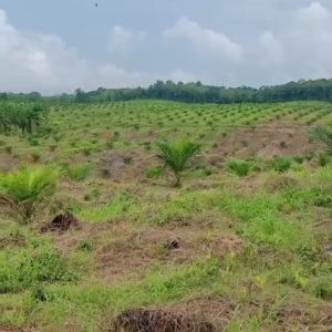 “PSR Sumsel Diduga Bermasalah: Rekomendasi Lahan Tak Valid, Dana Operasional Tak Jelas, BPK Sebut Negara Dirugikan”