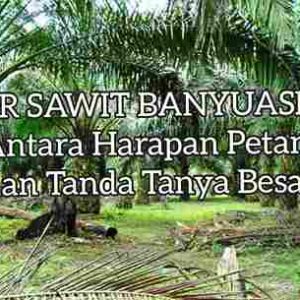 PSR Sawit di Banyuasin: Antara Harapan Petani dan Tanda Tanya Besar