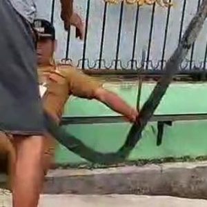 Viral! Lurah Medan Timur Jatuh ke Parit Usai Bongkar Polisi Tidur Berpaku Buatan Warga