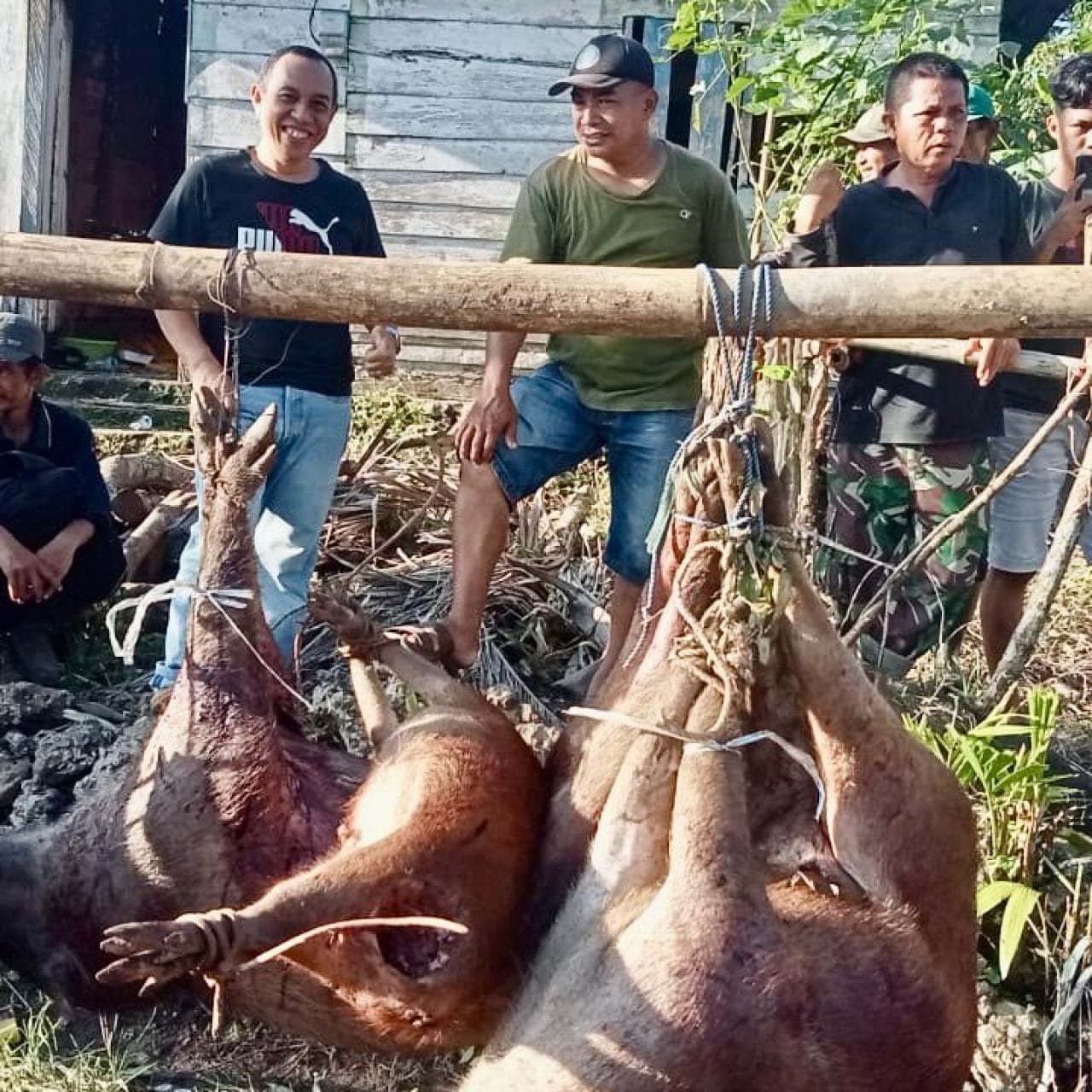 Pemda Bulukumba Galakkan Perburuan Hama Babi untuk Membantu Petani