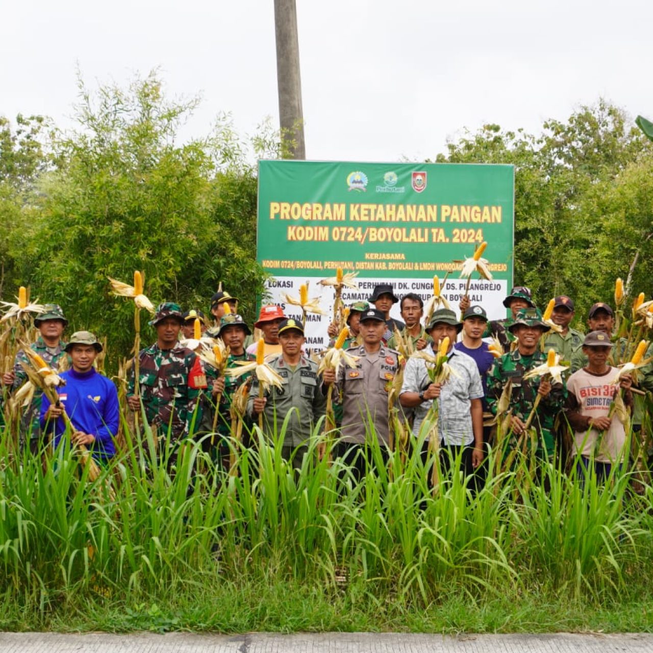 Kodim Boyolali Panen Raya Jagung di Lahan Perhutani