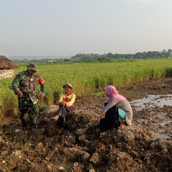 Babinsa di Boyolali Terjun ke Sawah Beri Motivasi Petani