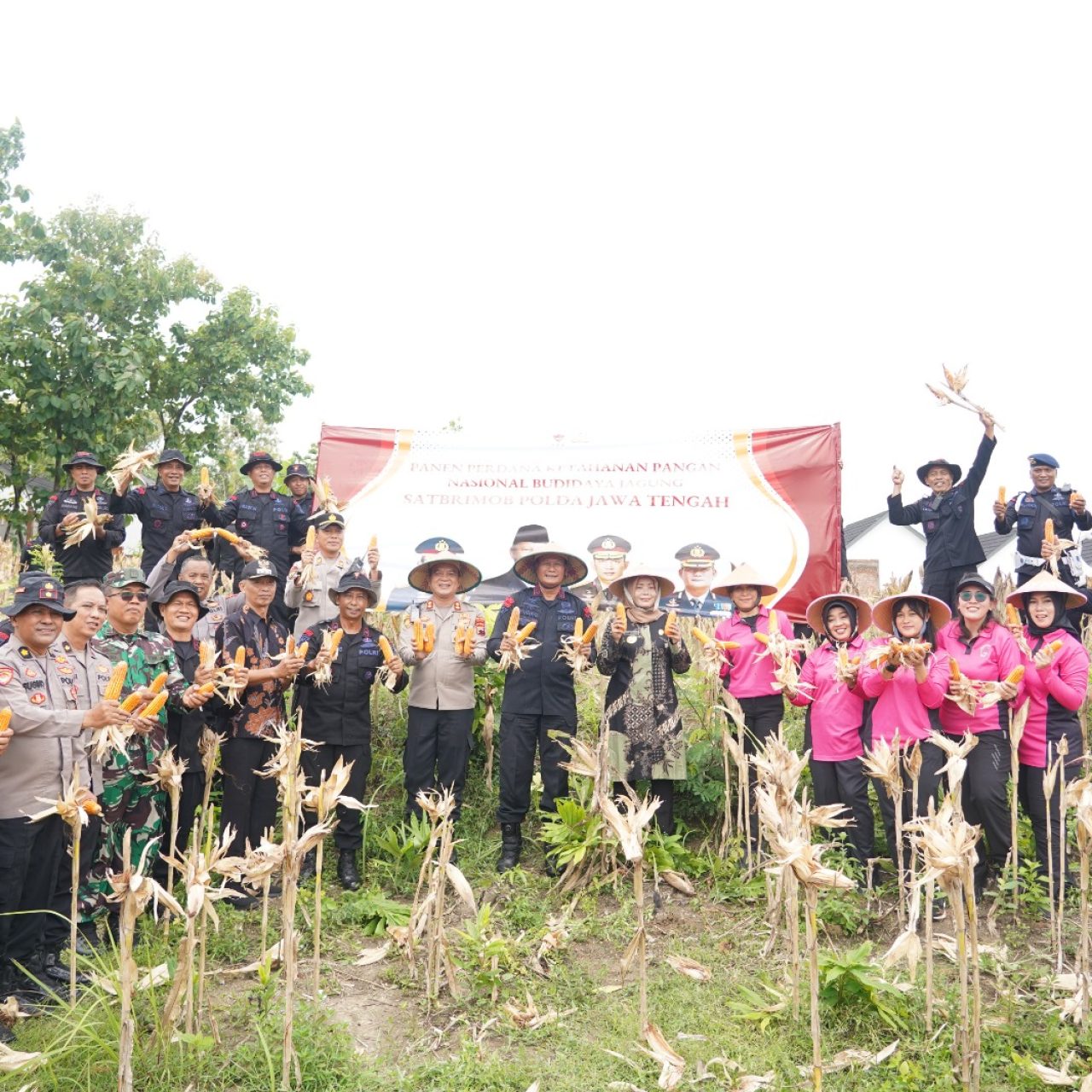 Sat Brimob Polda Jateng Panen Raya di Sragen, Dukung Ketahanan Pangan Nasional