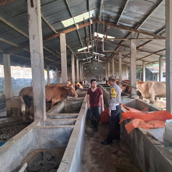 Polsek Genteng Kawal Program Pekarangan Bergizi: Bhabinkamtibmas Desa Setail Dorong Warga Manfaatkan Peternakan Sapi untuk Penuhi Gizi Keluarga